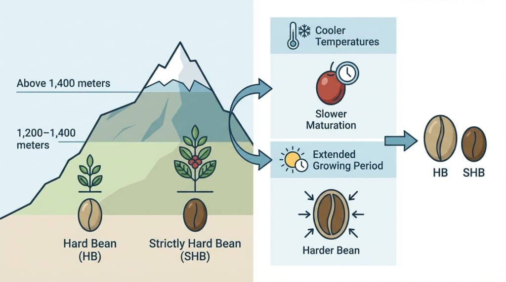 The Altitude Factor