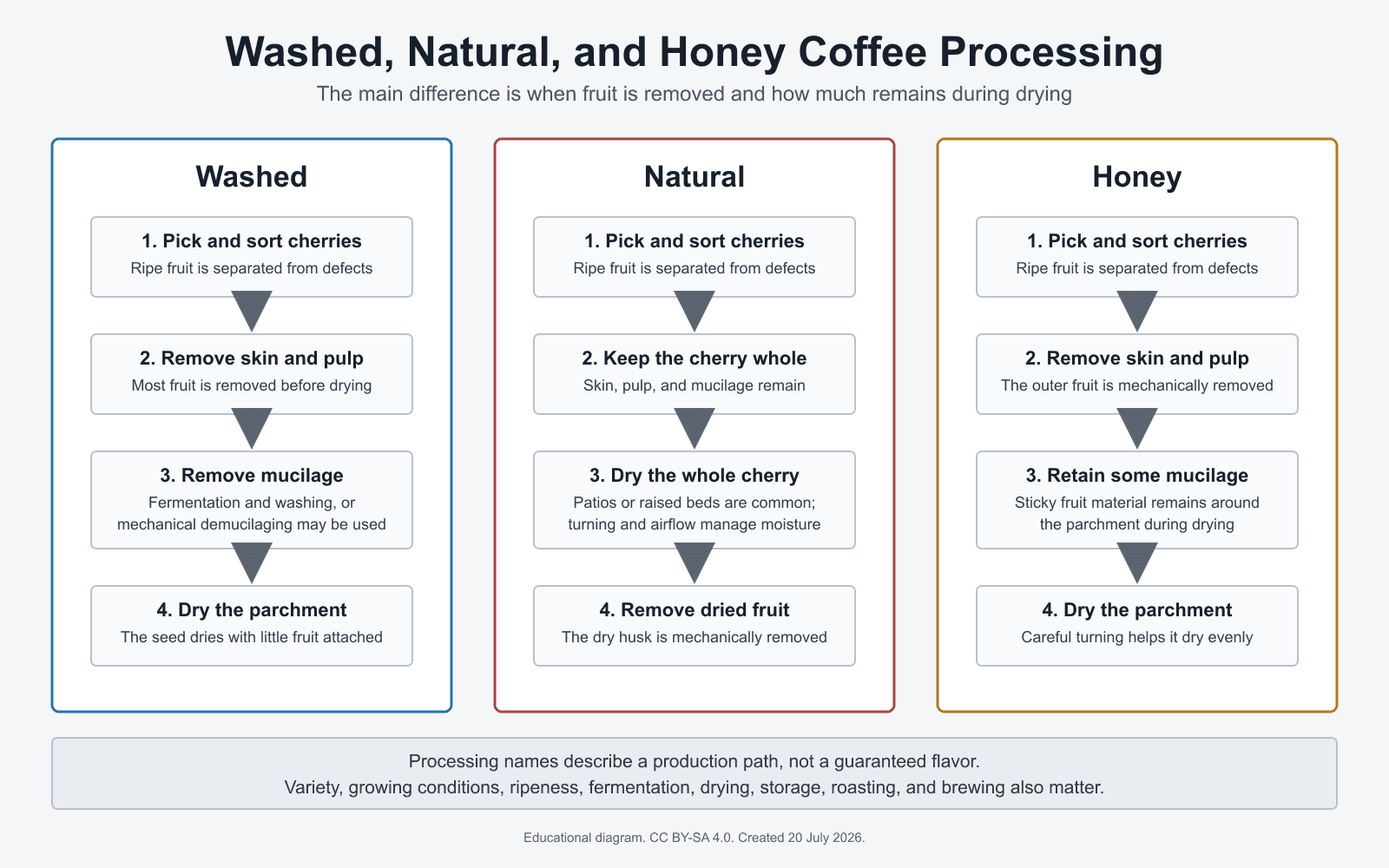 Comparison of washed, natural, and honey coffee processing methods
